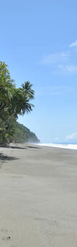 Costa Rica Mietwagenreise – morgendlicher Weckruf der Brüllaffen
